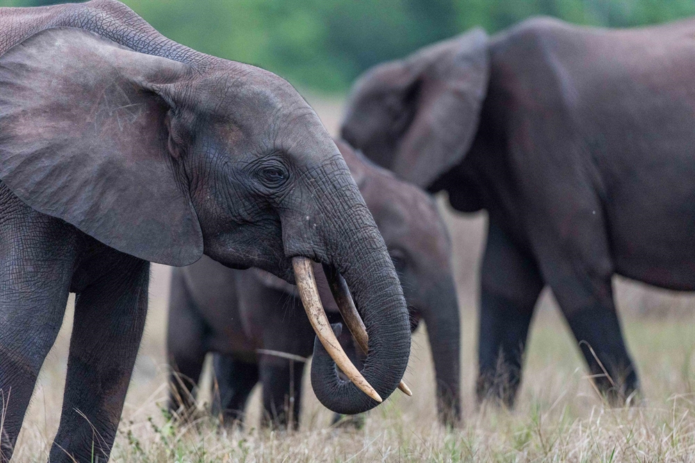 WCS and Gabon Announce a New Partnership For Protected Area Management